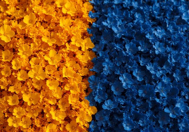 Vibrant piles of marigold and indigo flowers awaiting processing for natural dyes.